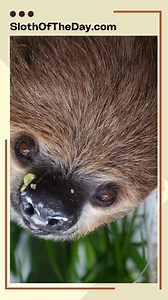 Adorable sloth guy just watching you. Let's not talk about the food on his face :-) Visit our website - Slothoftheday.com Our Sloth Books - theslothbook.com Find some cool stuff - mystorehasit.com #sloths #slothlife #slothlove #slothsofinstagram #slothlover #slothfanworld #slothy #slothnation #slothmode #animal #sloth #animal_lover #animal_lovers #shorts #slothvideo #short | Sloth of The Day