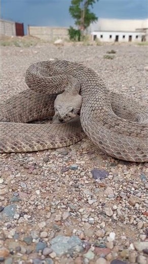 bestia de vibora de cascabel #cascabel #snake #wildlife #nature #naturaleza #animals @destacar