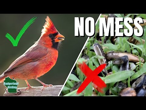 How to Stop Bird Seed Mess Forever! (5 Simple Fixes)