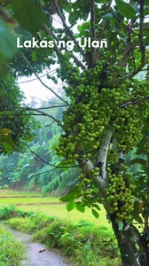 💦🌳Lakas ng ulan,sino ang umasa sa ulan 🥹ganitong panahon sana. Ulan sa bukid #provincelife #forest #rainydays #mountainview #river #province #Apayao #Conner 𝐍𝐚𝐭𝐮𝐫𝐞 𝐥𝐨𝐯𝐞𝐫 💚🌳🍃 Nature & Wildlife | Kelly Legman Kengay