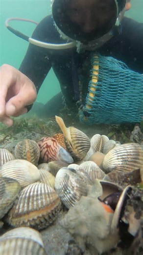 Ai Hiểu Con Sò Này Đang Làm Gì Không? | Can Anyone Explain This Clam?