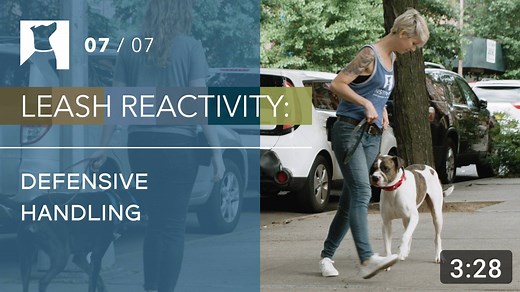 22K views · 466 reactions | Walking with a leash reactive dog can be...