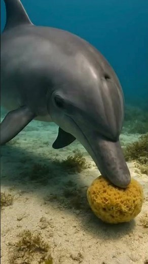 Dolphins Use Sponges as Tools
