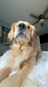 Good morning friends, we hope you have the best day today! It’s almost Friday 😁 #doggo #goldenretriever #dogs #talkingdog | Comet Olsen