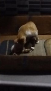She Just Gave Birth… Look What This Mother Cat Does for Her Tiny Kittens ❤️🐱 #shorts
