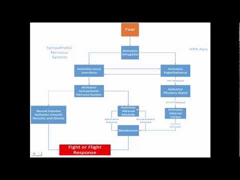 The Release of Cortisol During the Fight or Flight Response