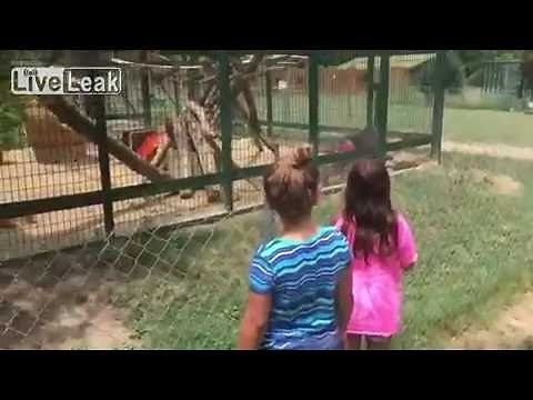 Monkey throwing poop