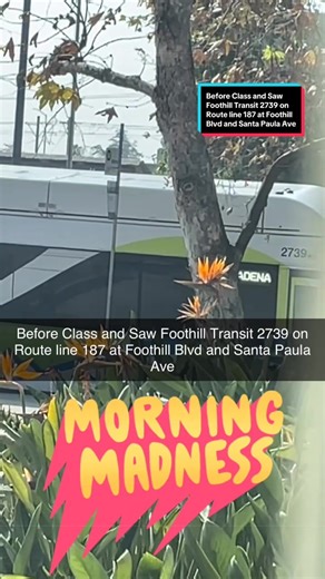 Before Class and Saw @Foothill Transit 2739 on Route line 187 at Foothill Blvd and Santa Paula Ave in #pasadena #pcc #pasadenacitycollege #tiktokschool #foothilltransit