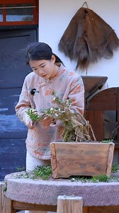 98K views · 2.4K reactions | Make a wooden basin and plant a boxwood tree! #nana #nanabonbonsai #bonsai #bougainvillea #bonjing #bonjingmaking #gardeningtips #gardeningtips | Nana’s Bonsai | Facebook