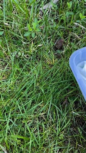 Bunny release! It's always the biggest bunnies that take the most time to leave. These bunnies were rehabbed by Beth's sub, Janet. Great job, Janet! | WEST Wildlife Rehab