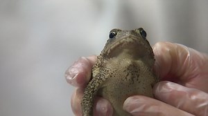 Toads reproducing through IVF? See Fort Worth's Zoo process of helping keep these amphibians in the wild