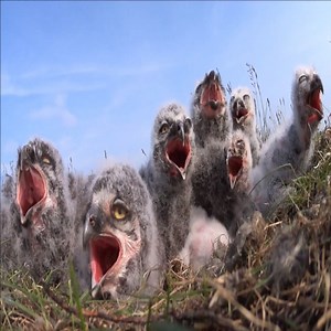 Snowy owl birds The eight chicks are waiting for their mother. | Natural Bird Check