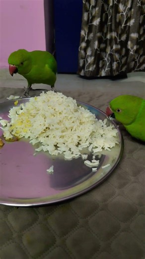 Mithu kya kha rahe h #greenparrot#parrot#talkingparrot#funnyparrot#cuteparrot
