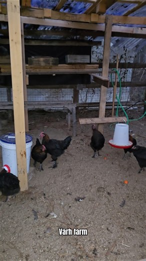 Black Copper Marans - 14 Weeks Update #growouts #chickens #rooster #chicks #pullets #brooder #stag