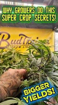 SUPER CROPPING Changes Everything | Cannabis Yields EXPLODE 🔥