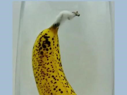 【次日达】大家不要再被骗了，真正的MegaRed脉拓辅酶Q10是长这样的！官方正品发货，隔天达！