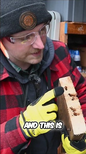 Carpenter Ants DESTROYED This Wood! Hidden Damage Revealed