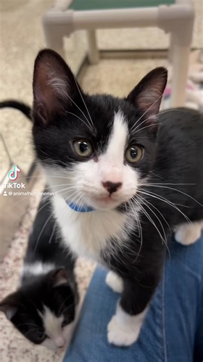 Did you know AHS provides low-cost spay/neuter services? With immediate availability at our Golden Valley Vet Center location, schedule your appointment today with easy online scheduling at ahs.mn/spay-neuter-services. | Animal Humane Society