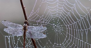 Des araignées pourraient aider les agriculteurs à se débarrasser d'un ravageur résistant aux pesticides