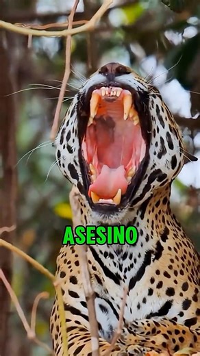 El Depredador Más Temido del Amazonas #sabiasque #datoscuriosos