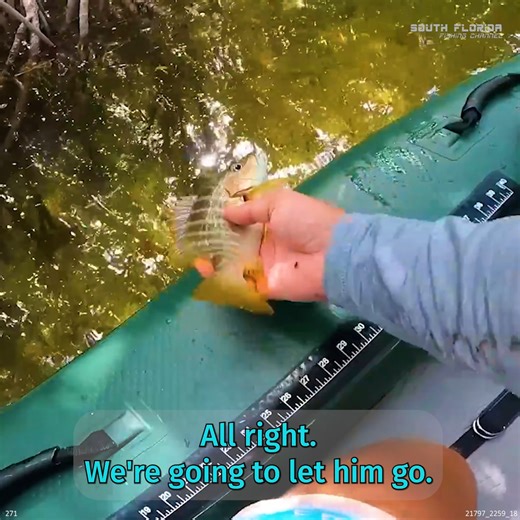 How to Fish in Mangroves | South Florida Fishing Channel