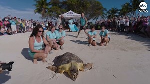 363K views · 444 reactions | A 200-pound loggerhead sea turtle that was rescued by a group of fishers and the U.S. Coast Guard, is released back into the Atlantic Ocean in Marathon, Florida. https://abcnews.visitlink.me/sPCrYs | ABC News | Facebook