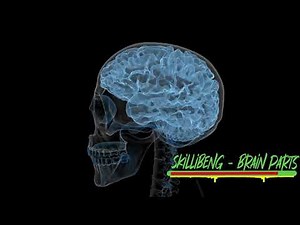Skillibeng - Brain Parts (Official Audio)