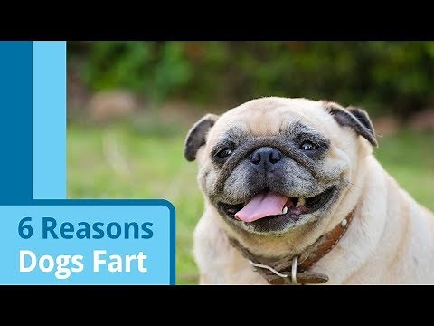Why Do Dogs Fart?