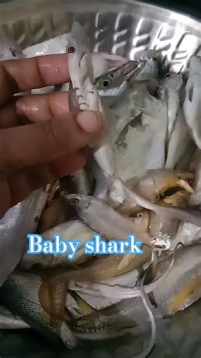 Baby shark 🦈 real shark fish#edit lyrics