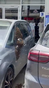 Thousands of bees swarm southern Israel