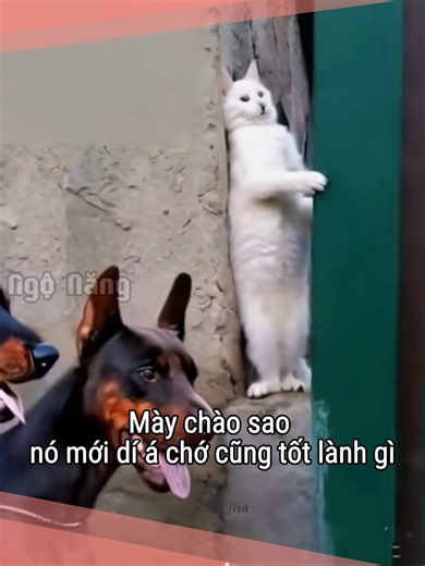 Kíu em Năng ơi - Câu Chuyện Dí Dỏm Mới Nhất