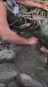 77K views · 611 reactions | Easy catch Prawns | Ran Olivares | Facebook