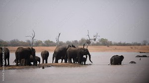 African elephant herd swimming and drinking water and in the lake in the wilderness of Africa
