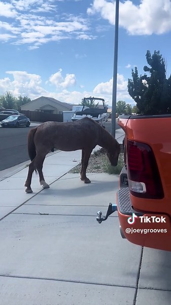 Wild Horse Rescue: A Visit from Nature's Beauties