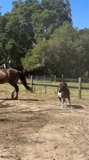 Small pony syndrome | I Love Horses