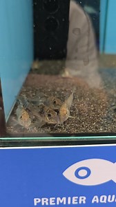 I love how Corydoras really pushed their snout into the substrate whilst looking for food. Many people view these fish as scavengers but they need their own food directed down to where they live, on the substrate! Try feeding your corydoras live or frozen worms, granuals or pellets. Most top brands produce a Corydoras specific food! #corydoras #hoplisoma #brochis #aspidoras #catfish #cory #cat #fish #fishing #fishtank #business #smallbusiness #retail #store #shop #pet #petfish #pets #petshop #fi