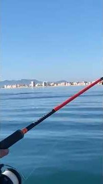 #pescadeportiva#LUBINA#pescariadedourado #pescaria#fishing#dorados#jureles #bluefish#seabassfishing