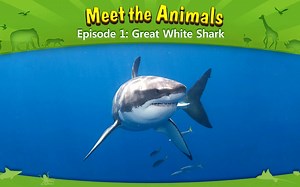 Meet the Animals 【共62集】动物科普 低幼科普动画 全套视频音频台词本可分享