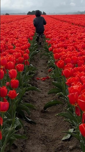 Lost in Tulip paradise | Tulip Open Day | Edendale | Southland | New Zealand