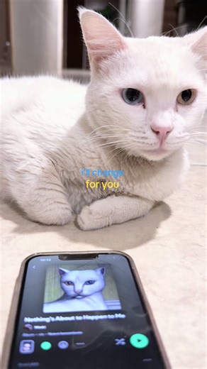 my cat is literally a @mitski reference lol #mitski #spotify #music #cat #illchangeforyou