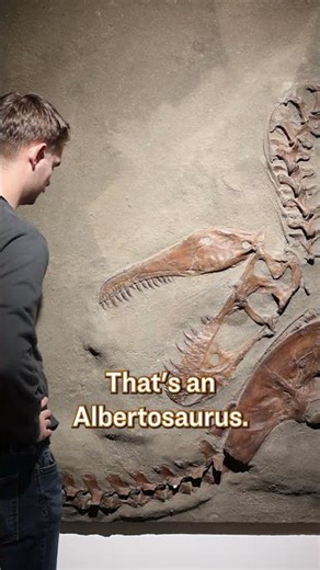 POV: Your buddy knows NOTHING about dinosaurs #byugeology #dinosaurbones #dinosaurfossils #byu