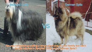 Bearded Collie vs. German Spitz: Choosing the Perfect Long-Haired Dog