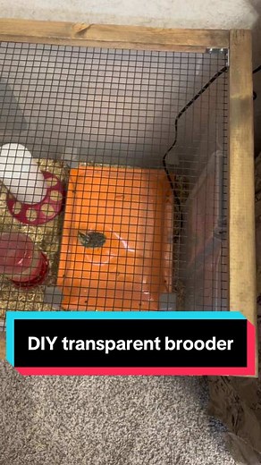 DIY Transparent Chick Brooder Guides and Tips