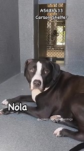 💜Adopted💜 A5686433 ✰ NOLA -3/19/25- 🔴Urgent Needs a FOSTER and RESCUE 🔴 😢OWNER SURRENDER😢 NOLA-A5686433 1 yr old, spayed Pit Bull. Located at the Carson Animal Care Center *Rescue Only with a Known History of Aggression and Bite Disclosure* Good afternoon! We would like to introduce you to our friend NOLA-A5686433! My name is NOLA-A5686433 1 yr old, spayed Pit Bull. I have been at the Carson Animal Care Center since 03/19/25, brought in as an owner surrender, due to being aggressive toward