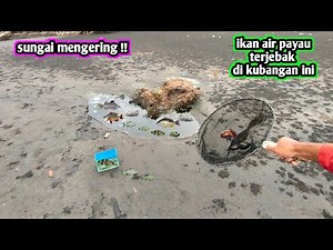 Sungai mengering banyak anak ikan predator terjebak