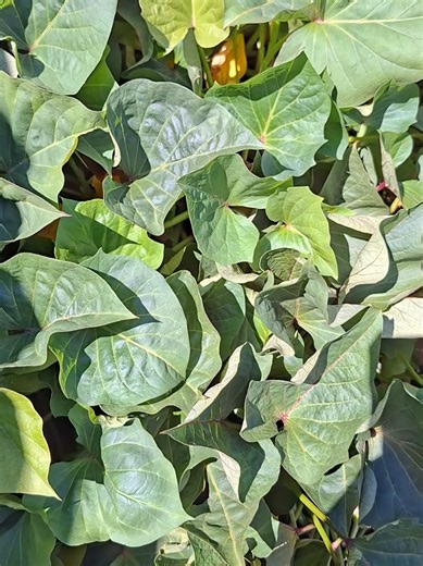 Giving away Sweet Potato Vines . If you can get to Pretoria in the next 5 days. You can get them. #SweetPotato #Sweet #Potata #SweetPotatoes #Garden