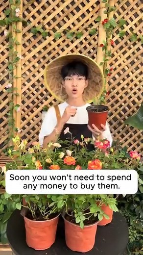 2K views · 13 reactions | tips for plant propagation | Pro Gardening | Facebook