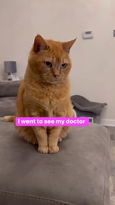 165K views · 1.4K reactions | Dr joke #cat #funny #joke #dadjoke #funnyreels #comedy #humor #cat #FunnyCats #funnypost | Gangstacats | Facebook