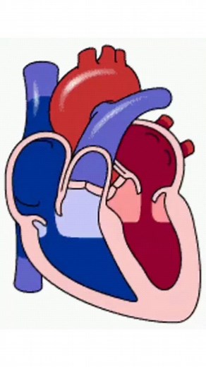 🔊😊 What is Atrial Kick? 🫀 The atrial kick, or atrial systole, is the phase in the cardiac cycle where the atria (the upper chambers of the heart) contract just before the ventricles (the lower chambers) contract. This atrial contraction pushes a small additional amount of blood into the ventricles, optimizing the filling of the ventricles with blood. This extra push is essential for maintaining efficient cardiac function and ensuring that the heart pumps an adequate amount of blood to meet th