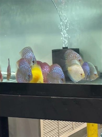 Discus and Catfish ♥️